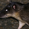 Hydromys chrysogaster (Water Rat) Turns out to be a quite handsome animal. <br />Canon EOS 6D + EF400 F5.6L + SPEEDLITE 580EXII + Better Beamer